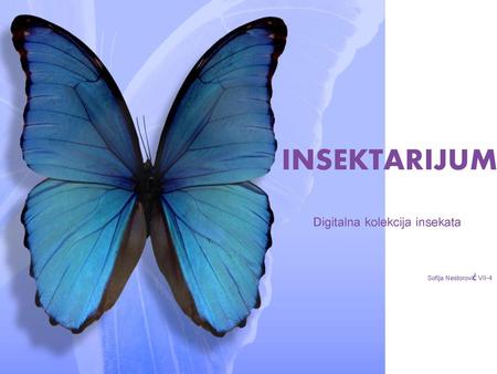 Digitalna kolekcija insekata Sofija Nestorović VII-4