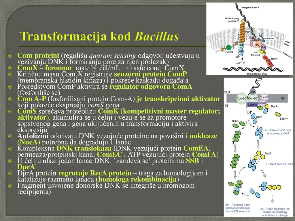 Transformacija kod Bacillus