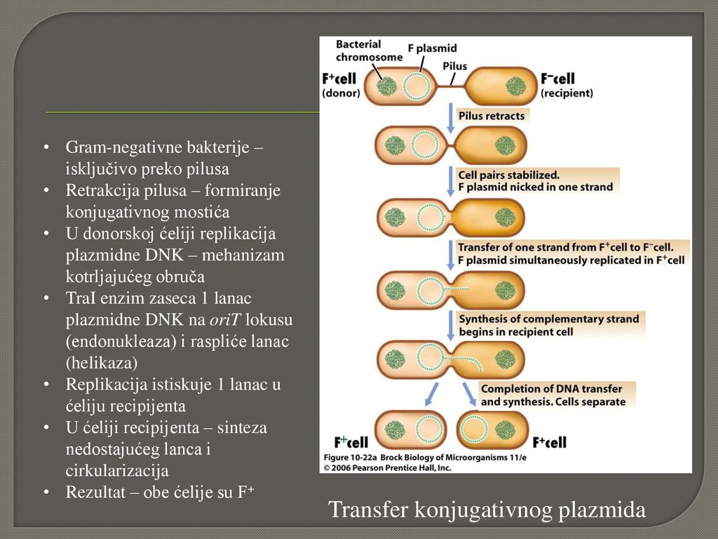 Transfer konjugativnog plazmida