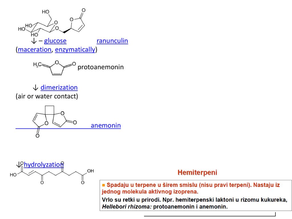 ↓ – glucose ranunculin (maceration, enzymatically) protoanemonin. ↓ dimerization.
