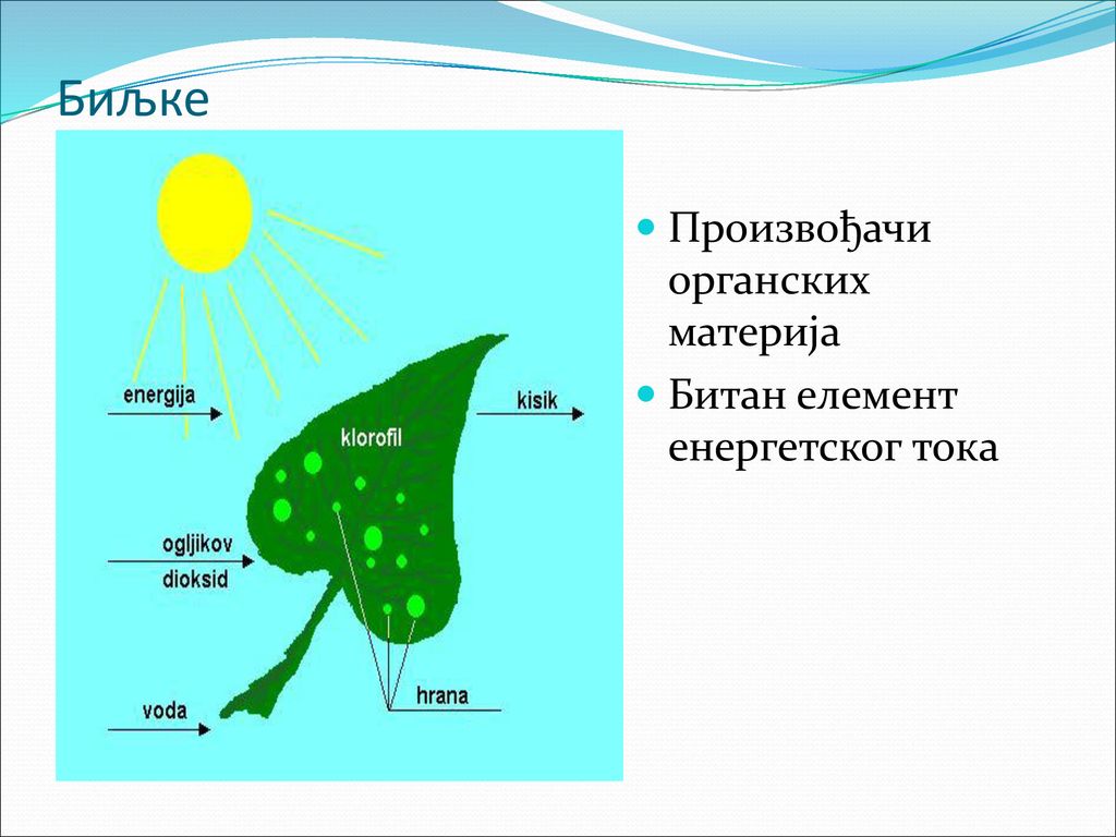 Биљке Произвођачи органских материја Битан елемент енергетског тока