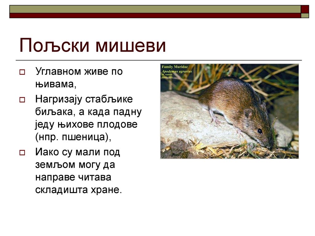 Пољски мишеви Углавном живе по њивама,