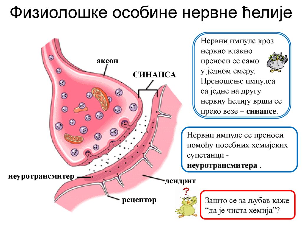 Физиолошке особине нервне ћелије