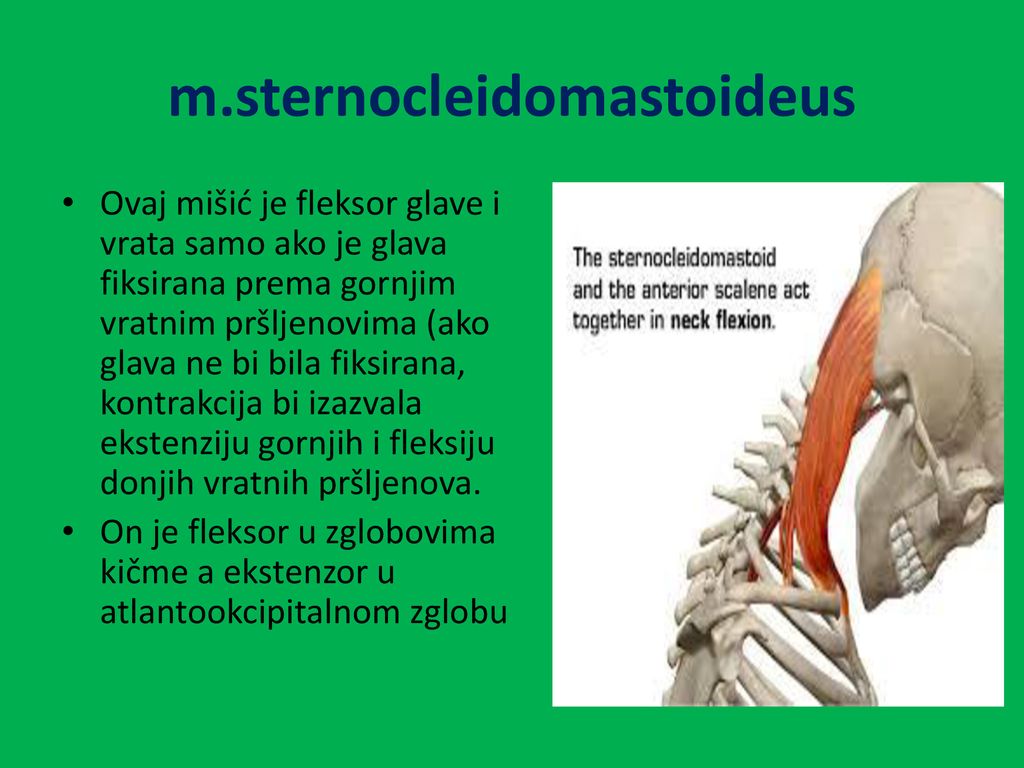 m.sternocleidomastoideus