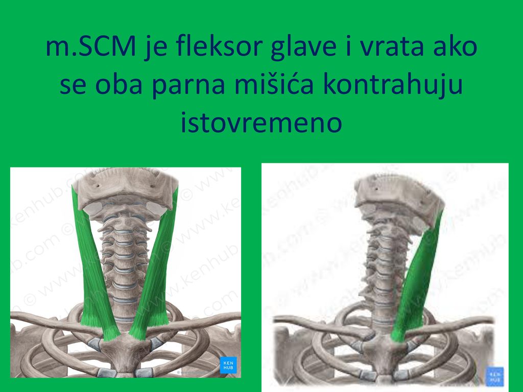 m.SCM je fleksor glave i vrata ako se oba parna mišića kontrahuju istovremeno