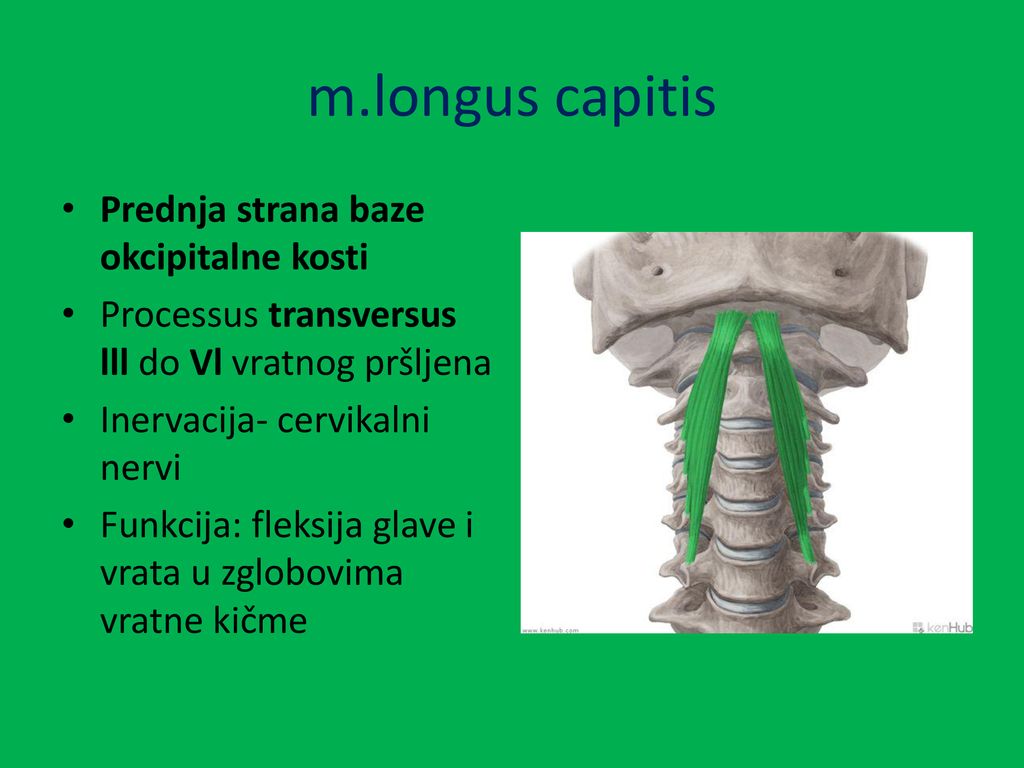 m.longus capitis Prednja strana baze okcipitalne kosti