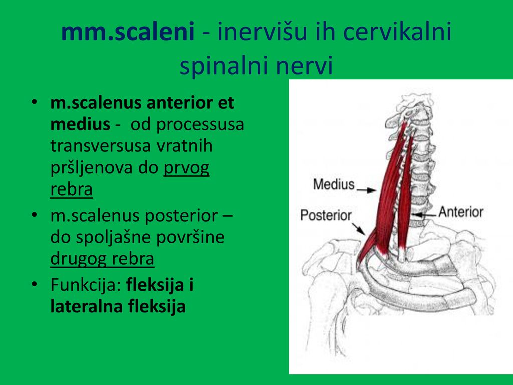 mm.scaleni - inervišu ih cervikalni spinalni nervi