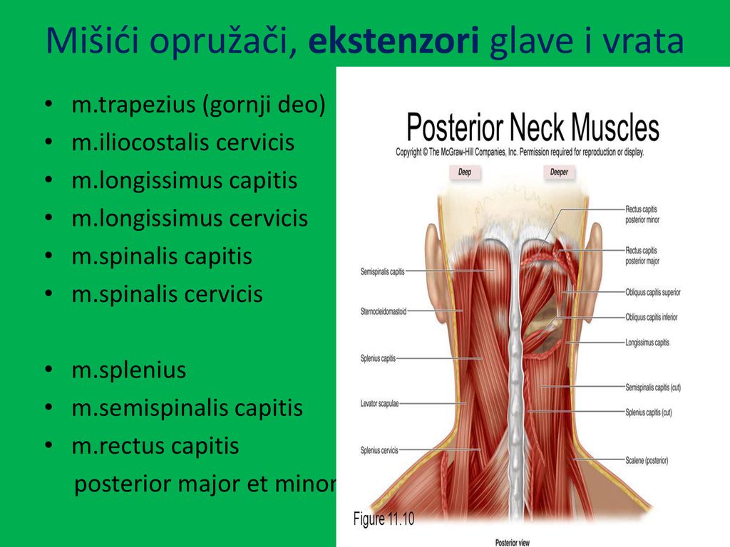 Mišići opružači, ekstenzori glave i vrata