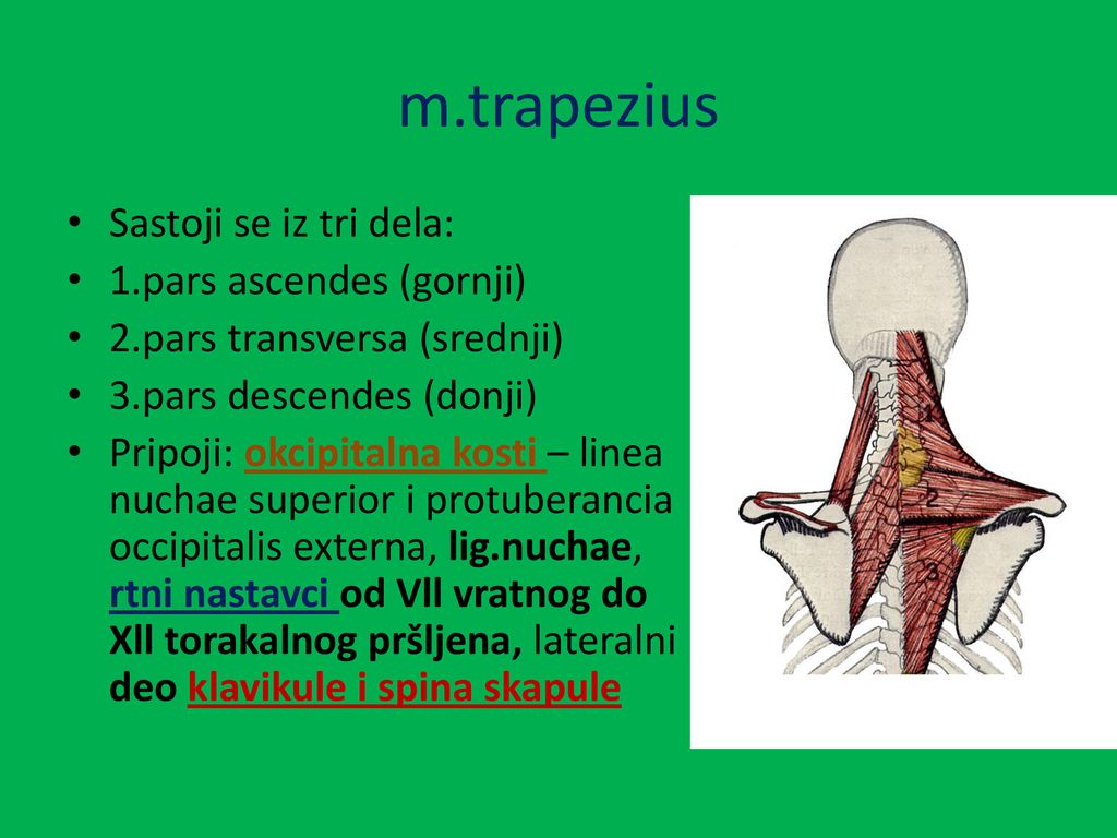 m.trapezius Sastoji se iz tri dela: 1.pars ascendes (gornji)
