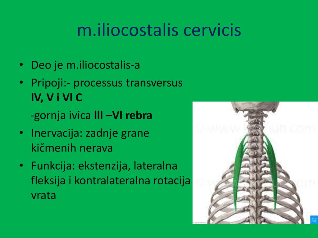 m.iliocostalis cervicis