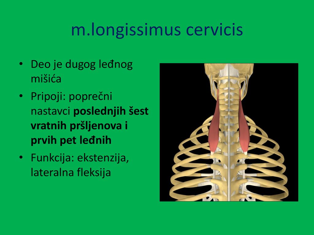 m.longissimus cervicis