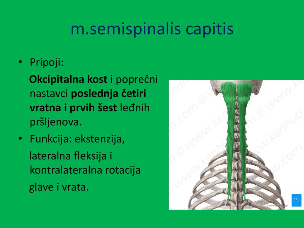 m.semispinalis capitis