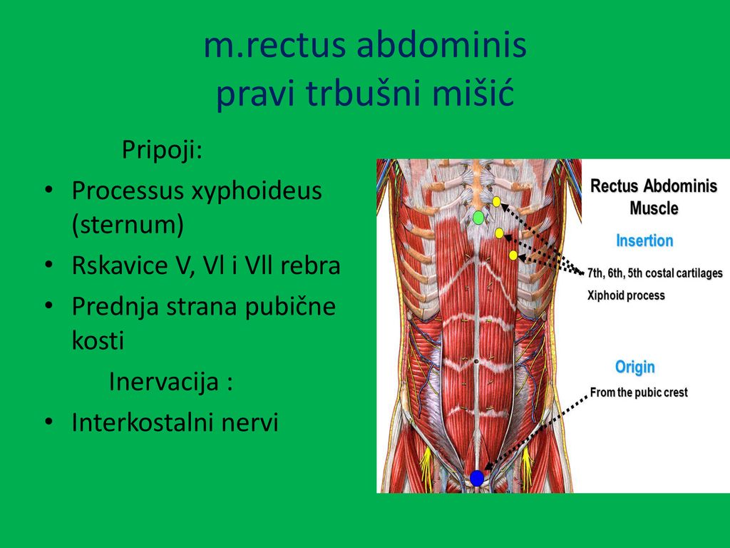 m.rectus abdominis pravi trbušni mišić