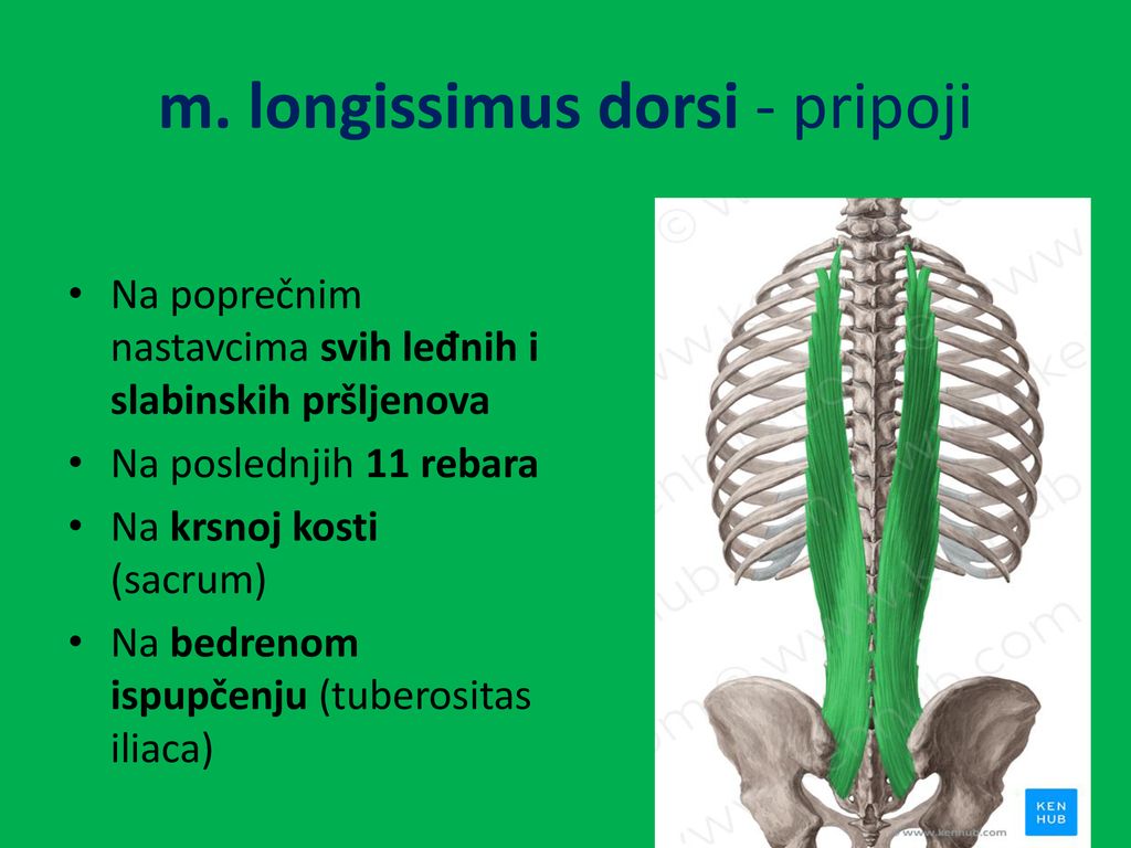 m. longissimus dorsi - pripoji