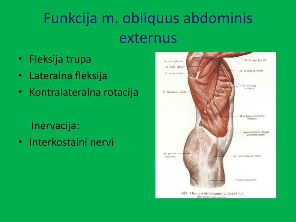 Funkcija m. obliquus abdominis externus