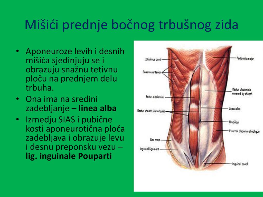 Mišići prednje bočnog trbušnog zida