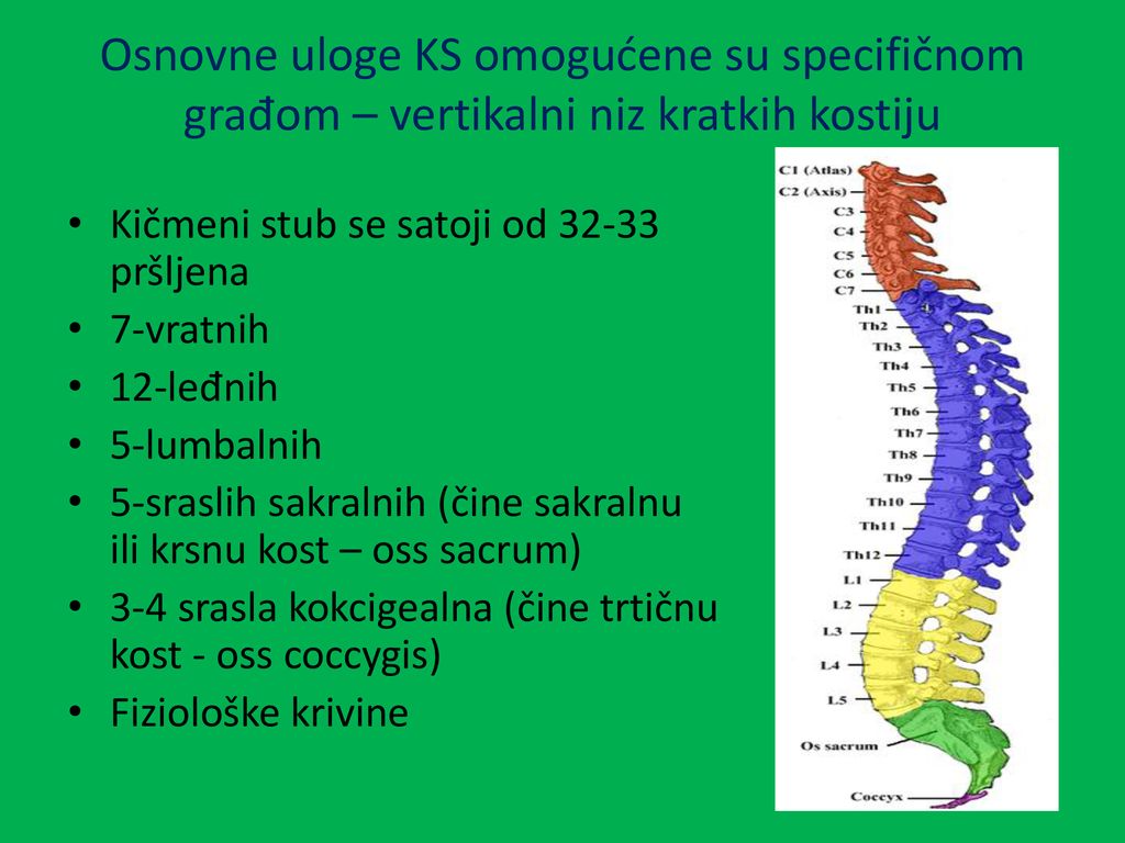 Osnovne uloge KS omogućene su specifičnom građom – vertikalni niz kratkih kostiju