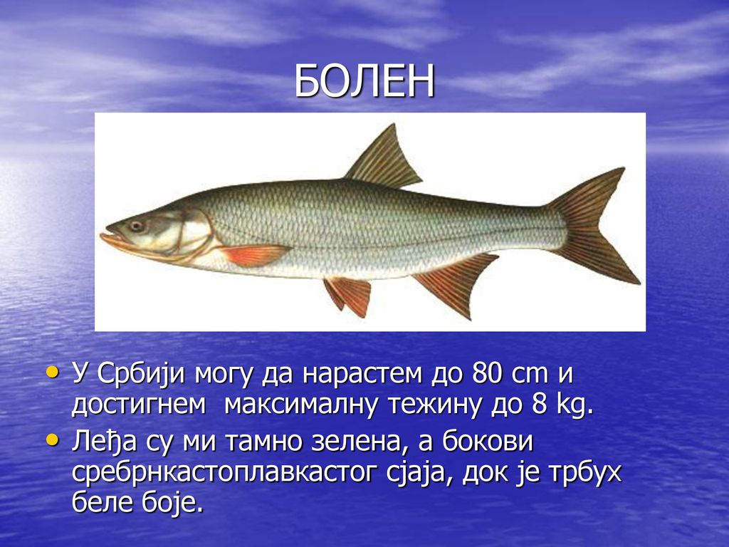 БОЛЕН У Србији могу да нарастем до 80 cm и достигнем максималну тежину до 8 kg.