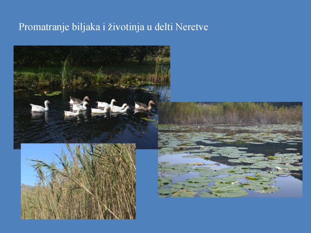 Promatranje biljaka i životinja u delti Neretve