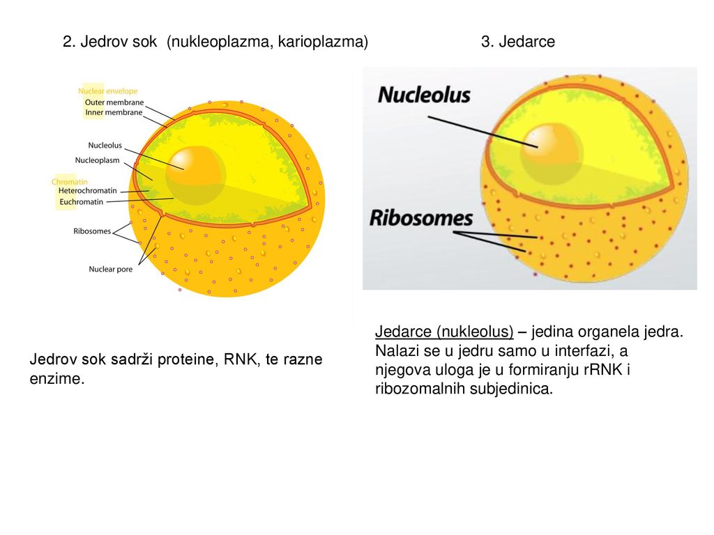 2. Jedrov sok (nukleoplazma, karioplazma)