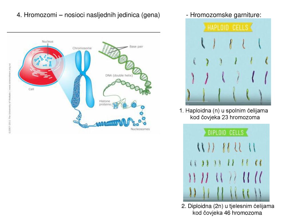 4. Hromozomi – nosioci nasljednih jedinica (gena)