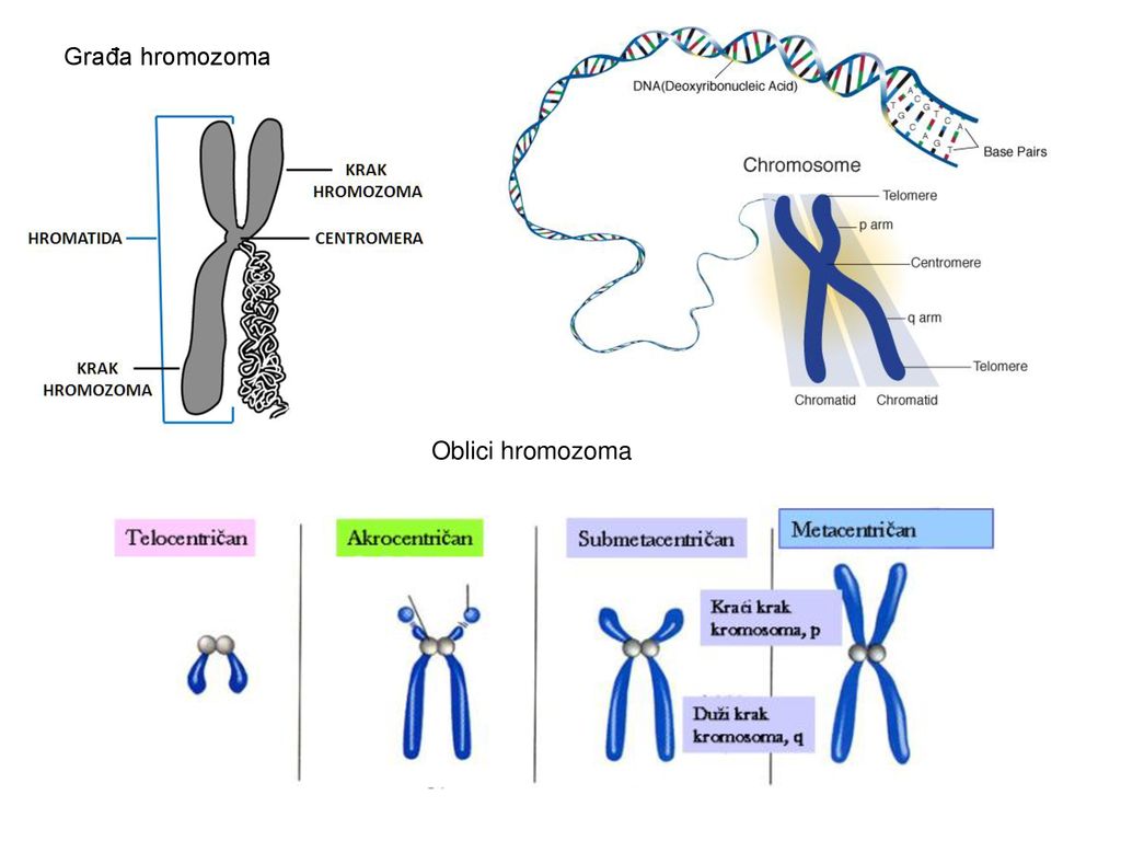 Građa hromozoma Oblici hromozoma