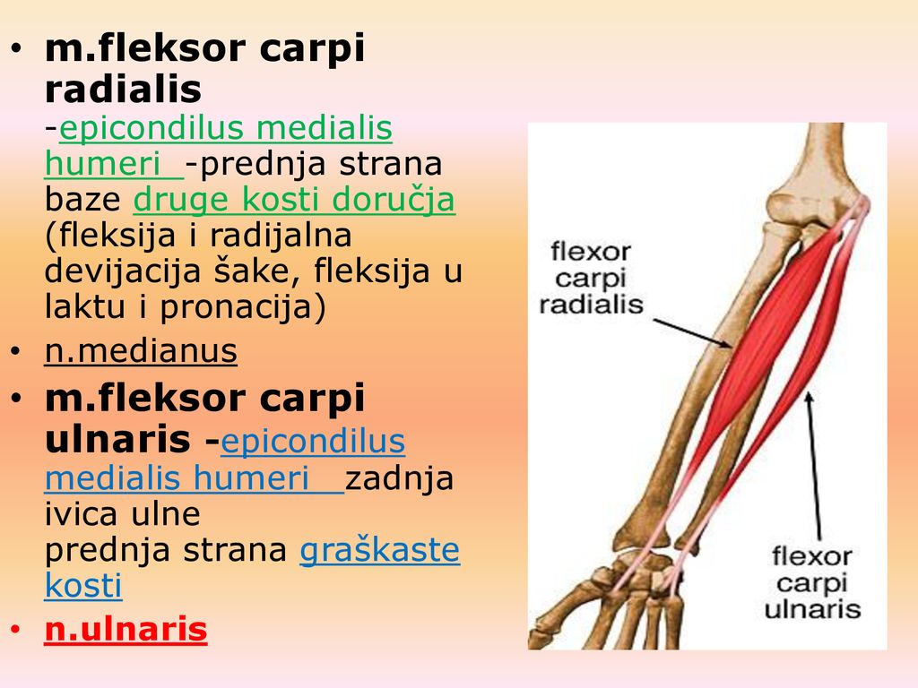 m.fleksor carpi radialis -epicondilus medialis humeri -prednja strana baze druge kosti doručja (fleksija i radijalna devijacija šake, fleksija u laktu i pronacija)