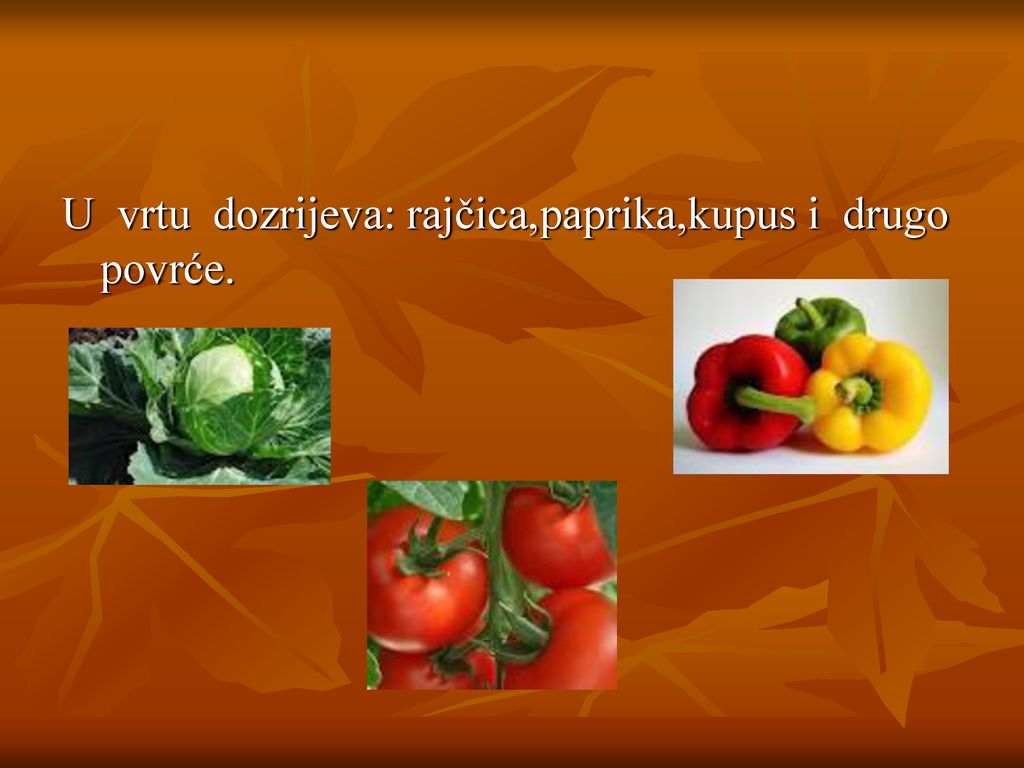 U vrtu dozrijeva: rajčica,paprika,kupus i drugo povrće.