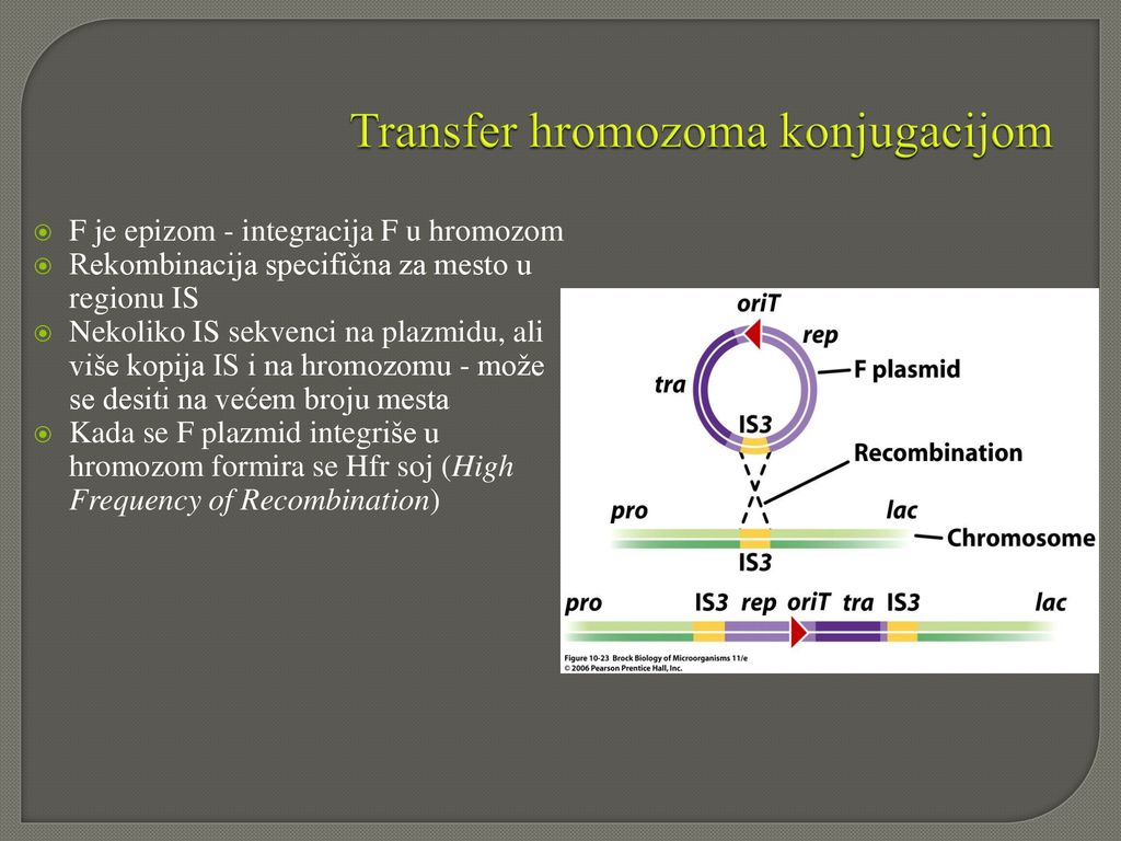 Transfer hromozoma konjugacijom