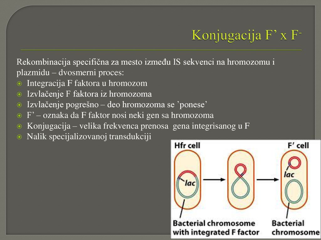 Konjugacija F’ x F- Rekombinacija specifična za mesto između IS sekvenci na hromozomu i plazmidu – dvosmerni proces: