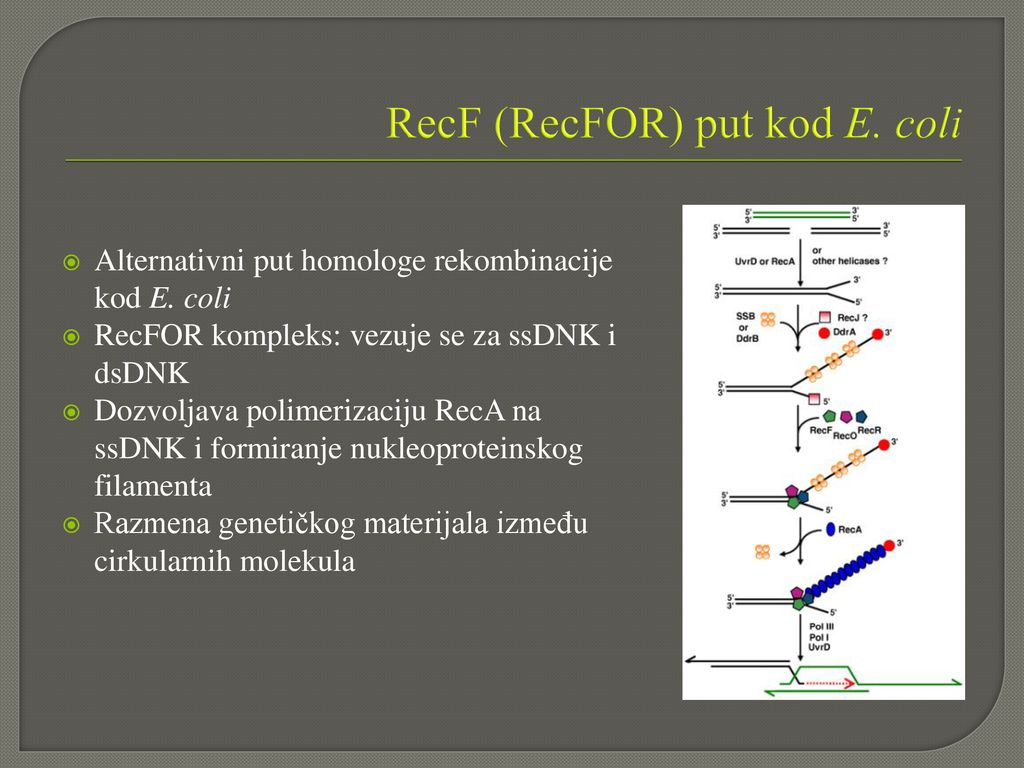 RecF (RecFOR) put kod E. coli