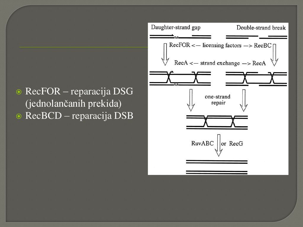 RecFOR – reparacija DSG (jednolančanih prekida)