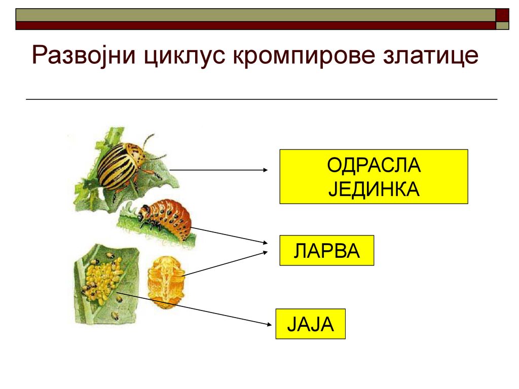 Развојни циклус кромпирове златице