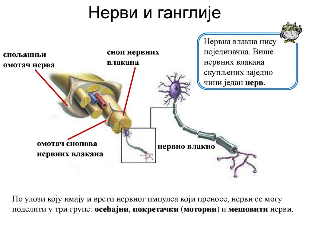 Нерви и ганглије Нервна влакна нису појединачна. Више нервних влакана скупљених заједно чини један нерв.