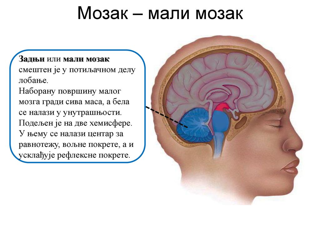 Мозак – мали мозак Задњи или мали мозак смештен је у потиљачном делу лобање.