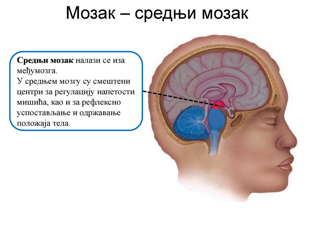Мозак – средњи мозак Средњи мозак налази се иза међумозга.