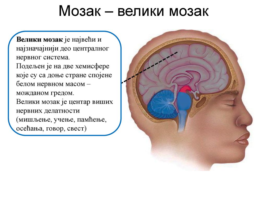 Мозак – велики мозак Велики мозак је највећи и најзначајнији део централног нервног система.