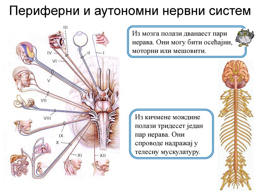 Периферни и аутономни нервни систем