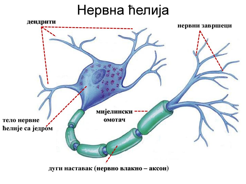 Нервна ћелија дендрити нервни завршеци мијелински омотач