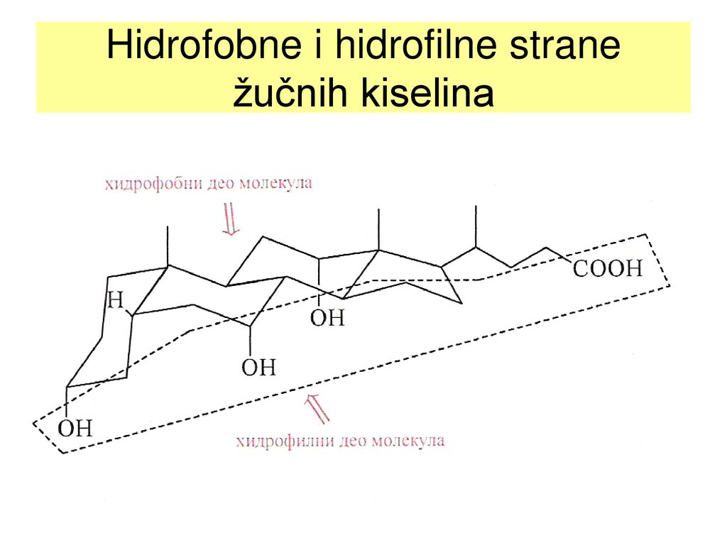 Hidrofobne i hidrofilne strane žučnih kiselina