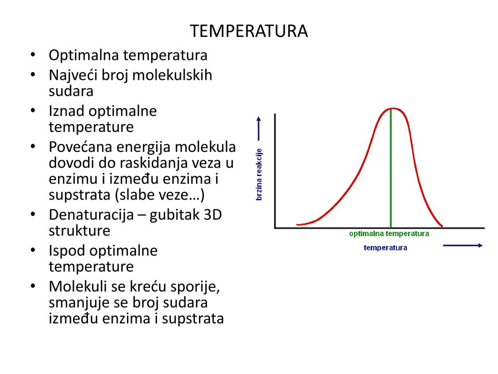 TEMPERATURA Optimalna temperatura Najveći broj molekulskih sudara