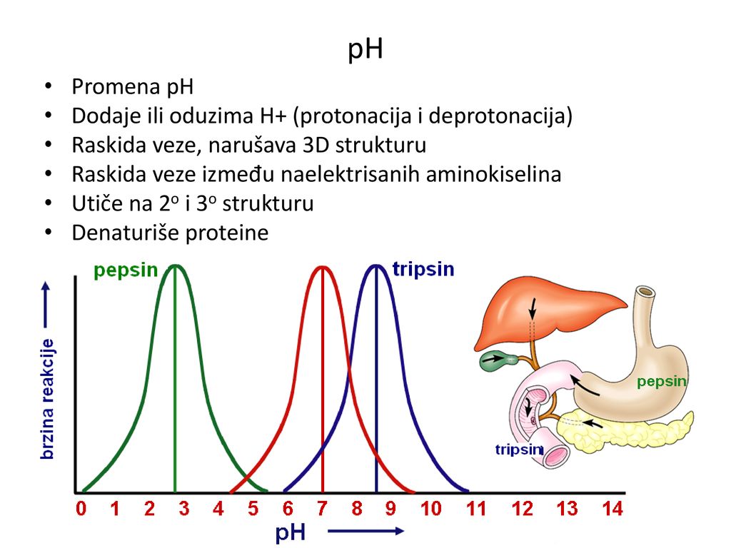 pH Promena pH Dodaje ili oduzima H+ (protonacija i deprotonacija)