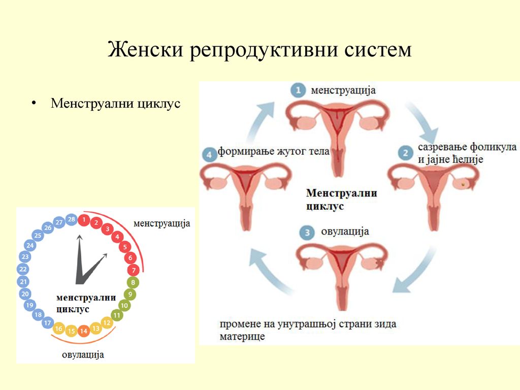 Женски репродуктивни систем