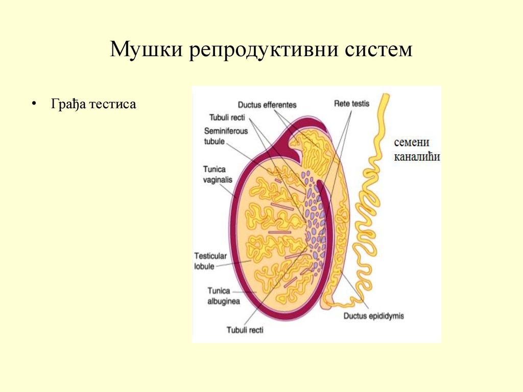 Мушки репродуктивни систем