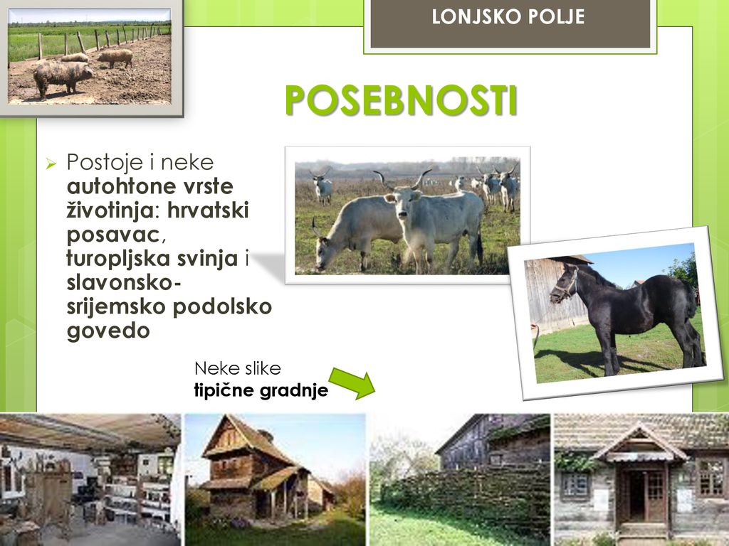 LONJSKO POLJE POSEBNOSTI. Postoje i neke autohtone vrste životinja: hrvatski posavac, turopljska svinja i slavonsko-srijemsko podolsko govedo.