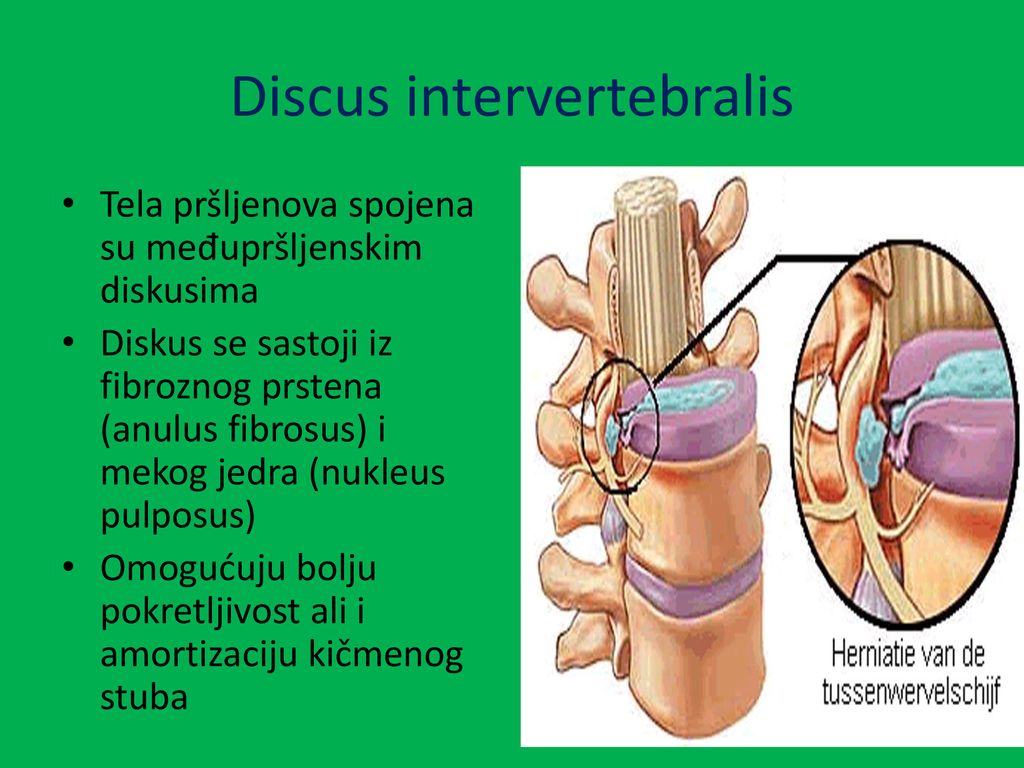 Discus intervertebralis