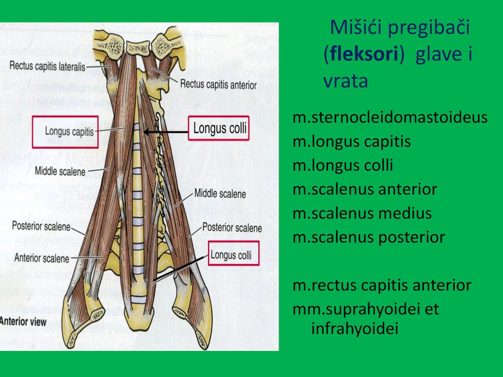 Mišići pregibači (fleksori) glave i vrata