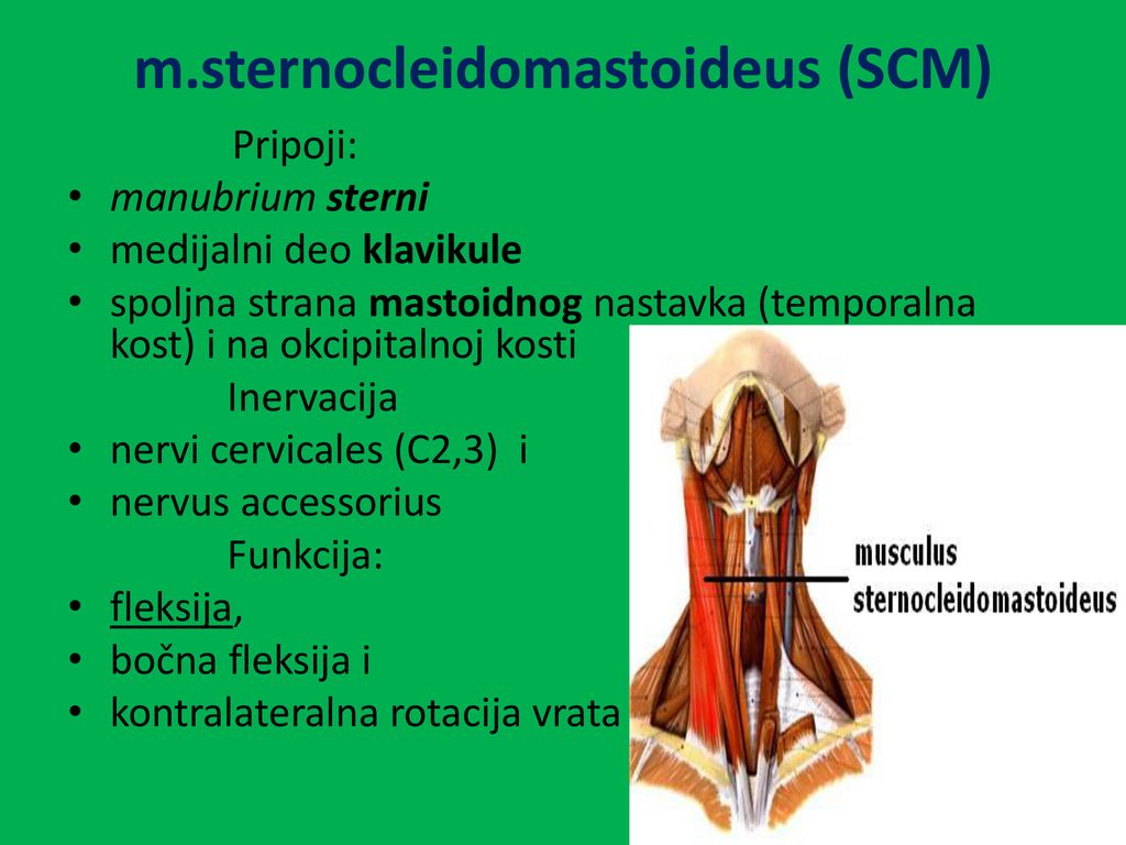 m.sternocleidomastoideus (SCM)