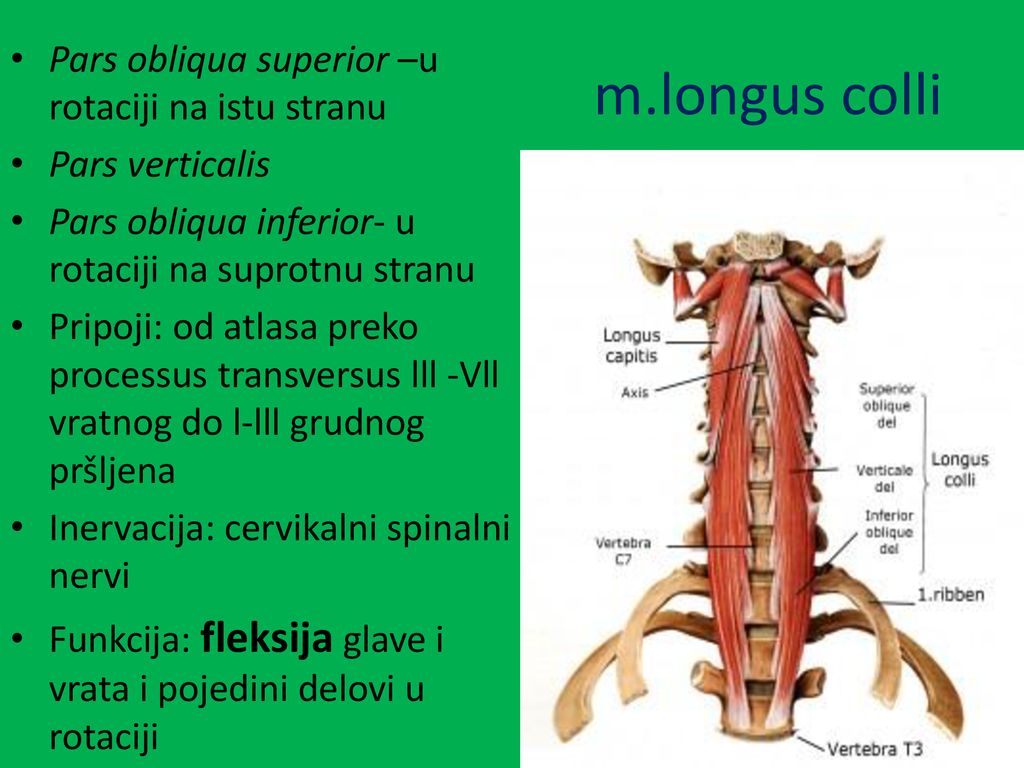 m.longus colli Pars obliqua superior –u rotaciji na istu stranu