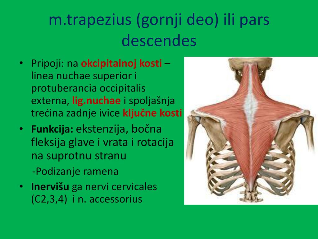 m.trapezius (gornji deo) ili pars descendes